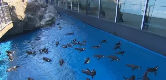 プールを泳ぐペンギン