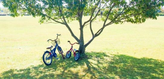 木陰と自転車