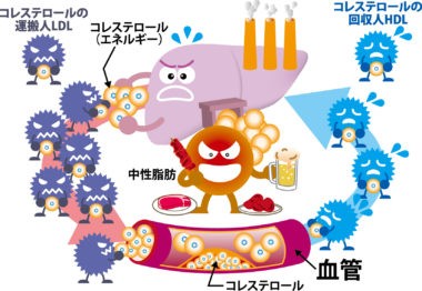 コレステロールと血管の仕組み
