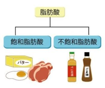 飽和脂肪酸と不飽和脂肪酸