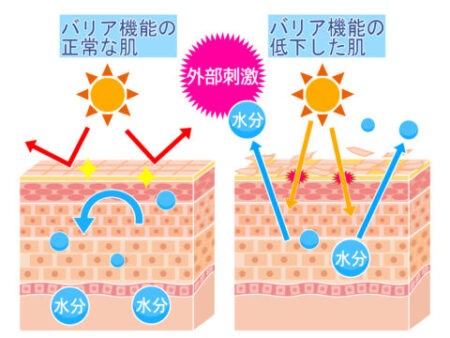 肌のバリア機能