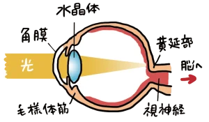 目の構造断面図